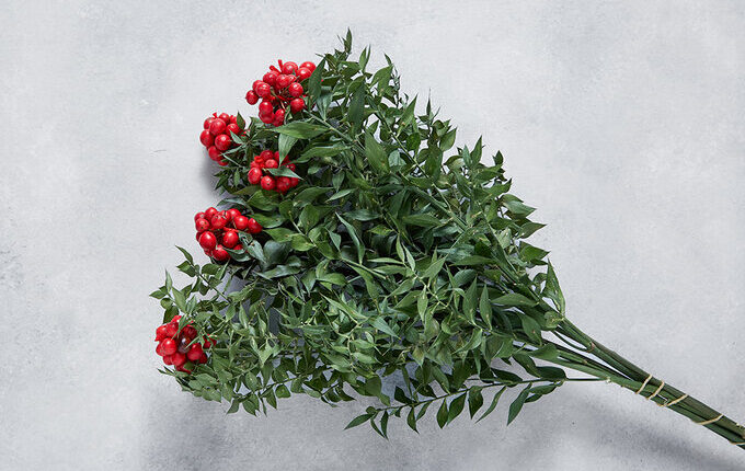 Kokina Bitkisi Fiyatı