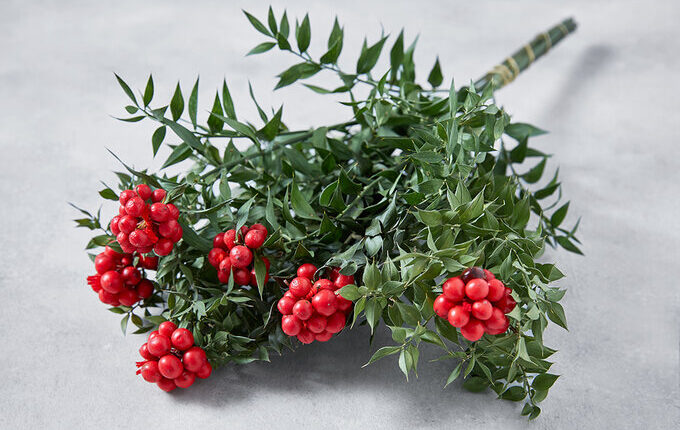 Kokina Çiçeği Canlı Satın Al