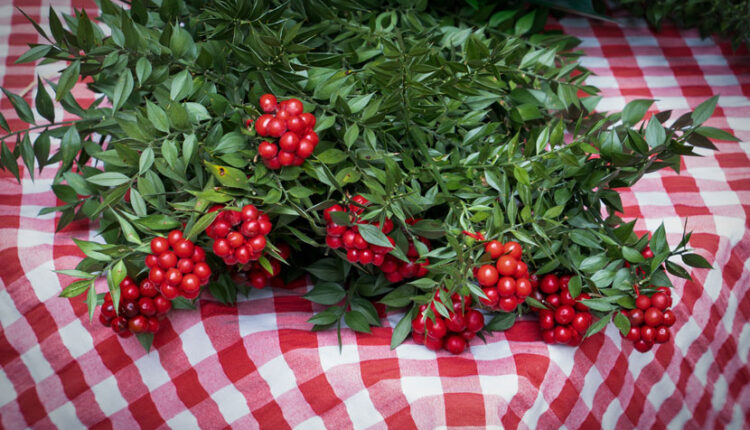 Kokina Çiçeği Evde Nereye Konmalı?
