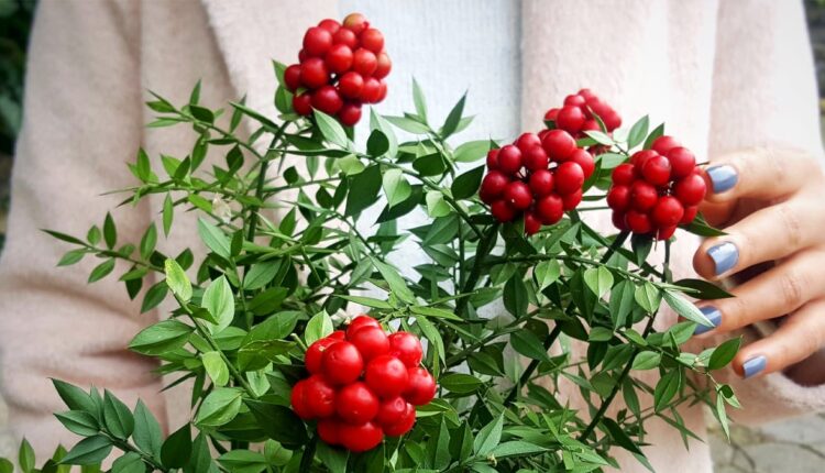 Kokina Çiçeği Fiyatları Ne Kadar?