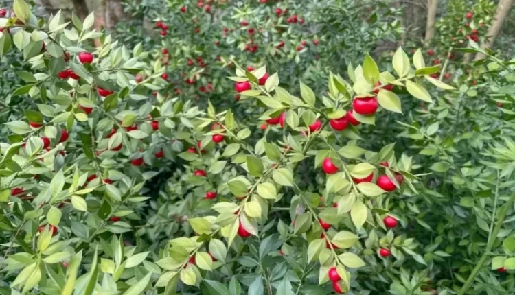 Kokina Çiçeği Hangi Mevsimde Satılır ?