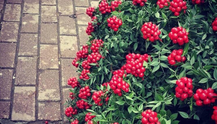 Kokina Çiçeği Hediye Etmek Ne Anlama Gelir?