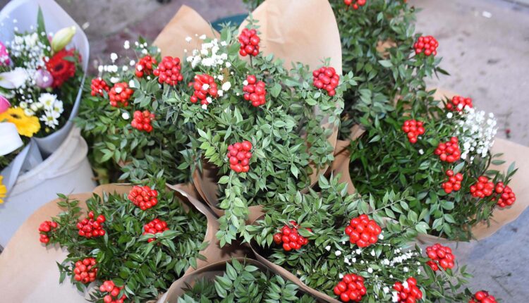 Kokina Çiçeği Hikayesi ve Kökeni