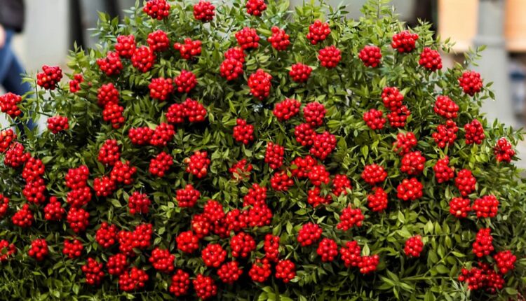 Kokina Çiçeği Ne Kadar Dayanır?