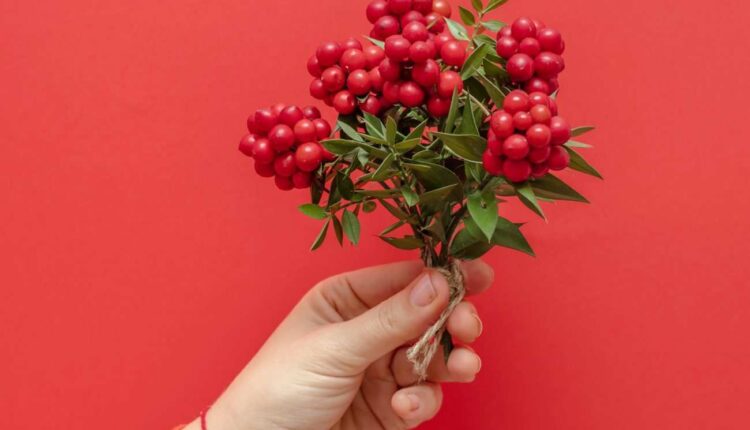 Kokina Çiçeği Neden Popüler Oldu?