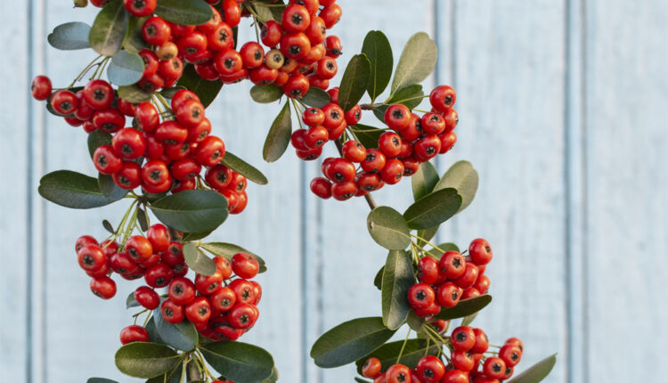 Kokina Çiçeği Yılbaşıyla Neden Özdeşleşti ?