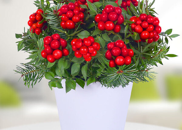 Kokina Çiçeği ile Dekorasyon Fikirleri