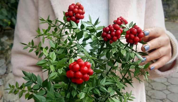 Kokina Çiçeği ve Noel Arasındaki Bağlantı