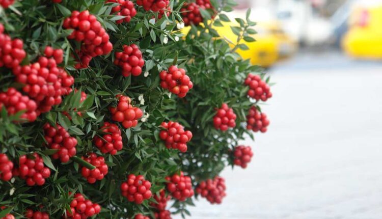 Kokina Çiçeğinin Faydaları Nelerdir?