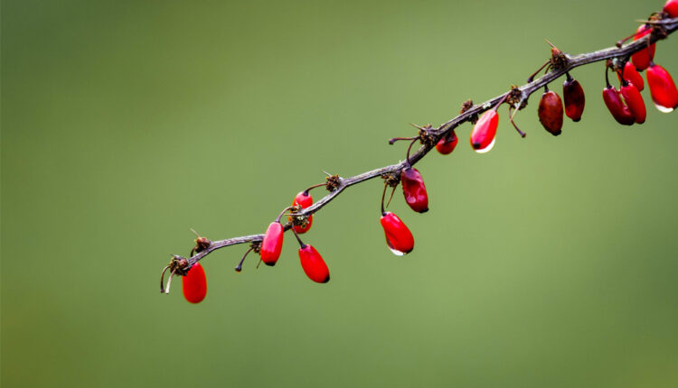 Kokina Gerçek mi, Yapay mı?