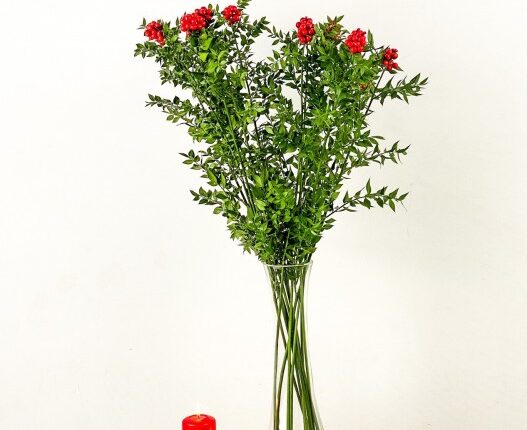 Saksıda Canlı Kokina Çiçeği Satın Al