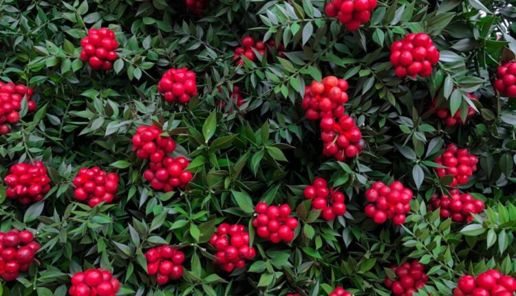 Yılbaşı Çiçeği Kokina Nasıl Bakılır ?