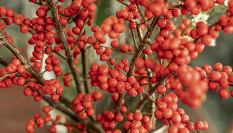 Kokina Çiçeği Buketi Suda Uzun Kalır mı?