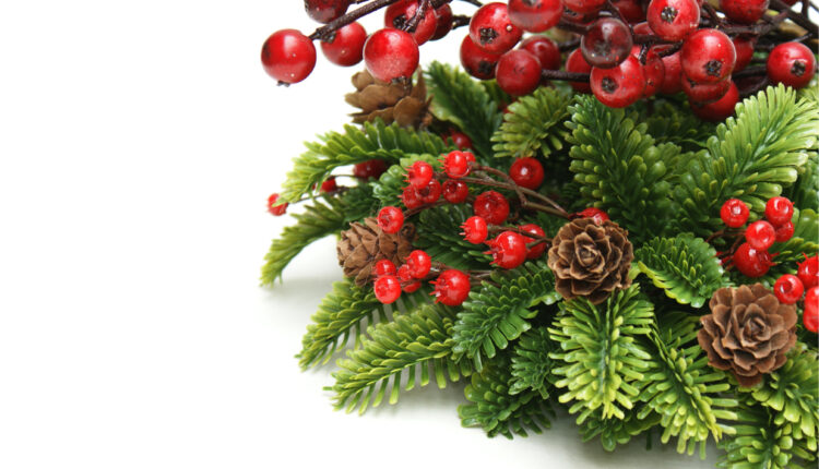 Kokina Çiçeğinin Özellikleri Nelerdir?